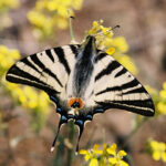 Otakárek ovocný