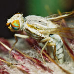 Vrtule Terellia longicauda