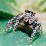 Skákavka černá